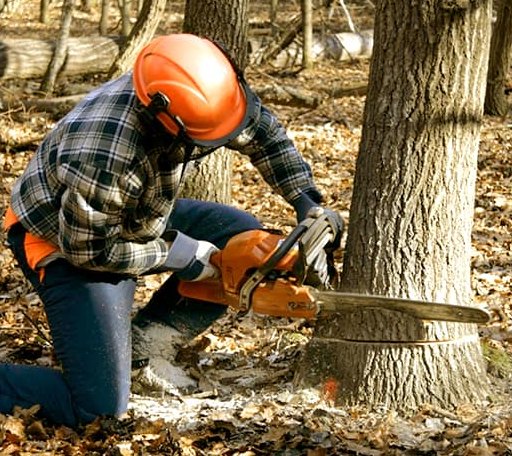 Tree Removal in Bear Creek, PA